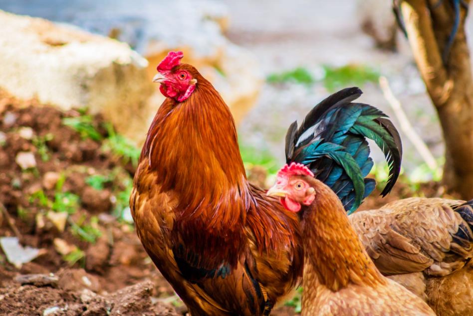 ɷϰԤ2.85Ԫ½ļ21Ԫ⼦