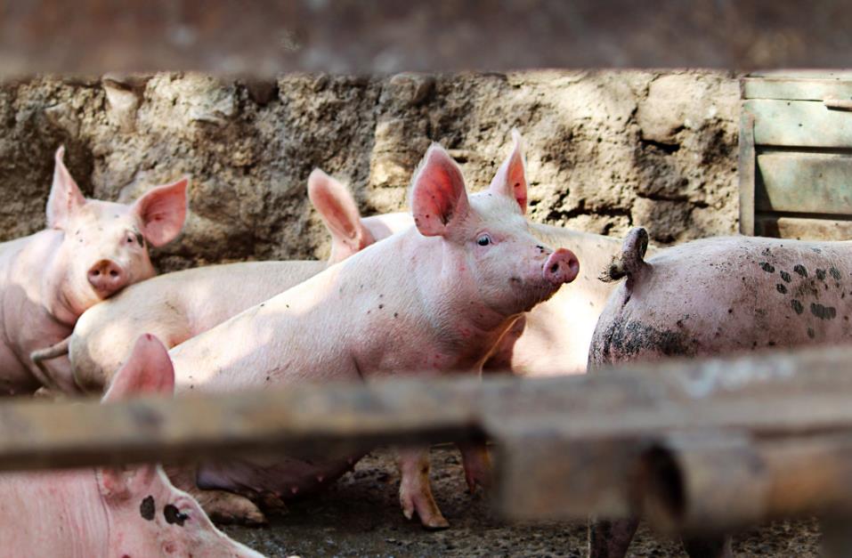 天康生物上半年净利润同比预降超60%生猪销售价格波动有影响