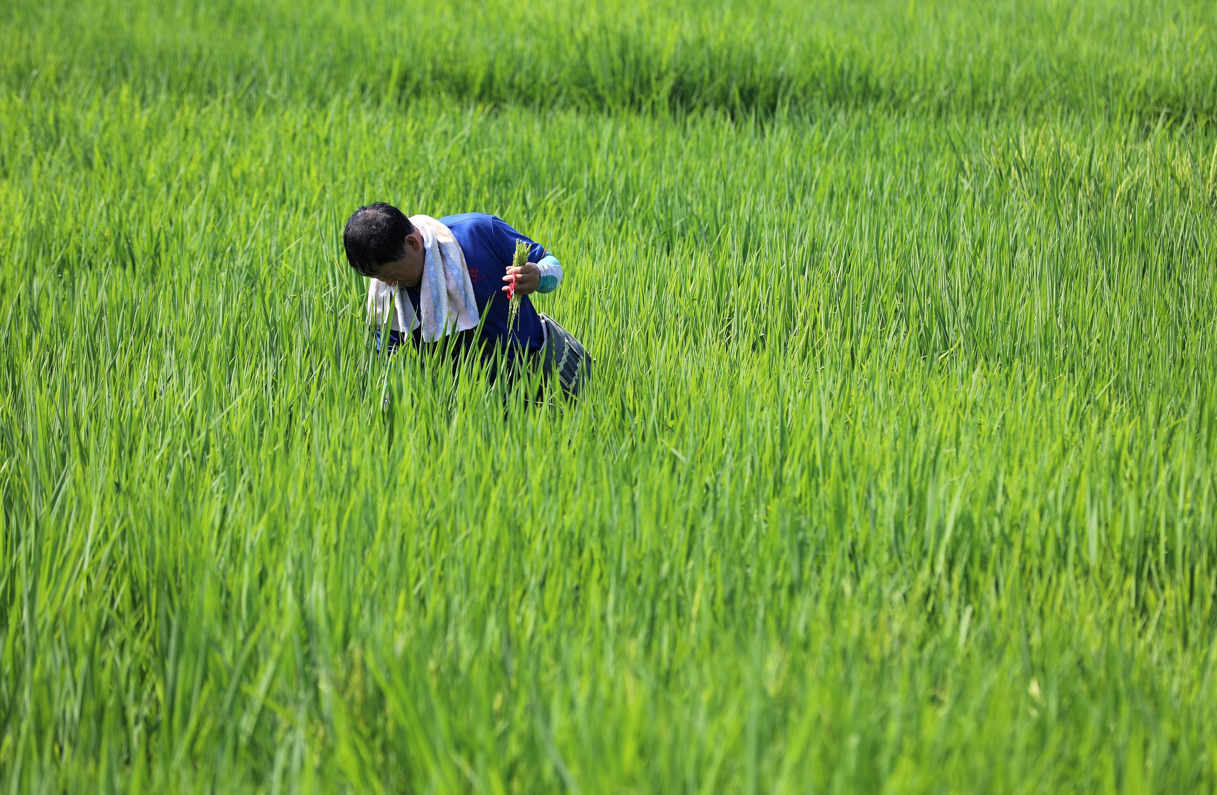 定增被否,第三季度亏损,隆平高科股价跌停