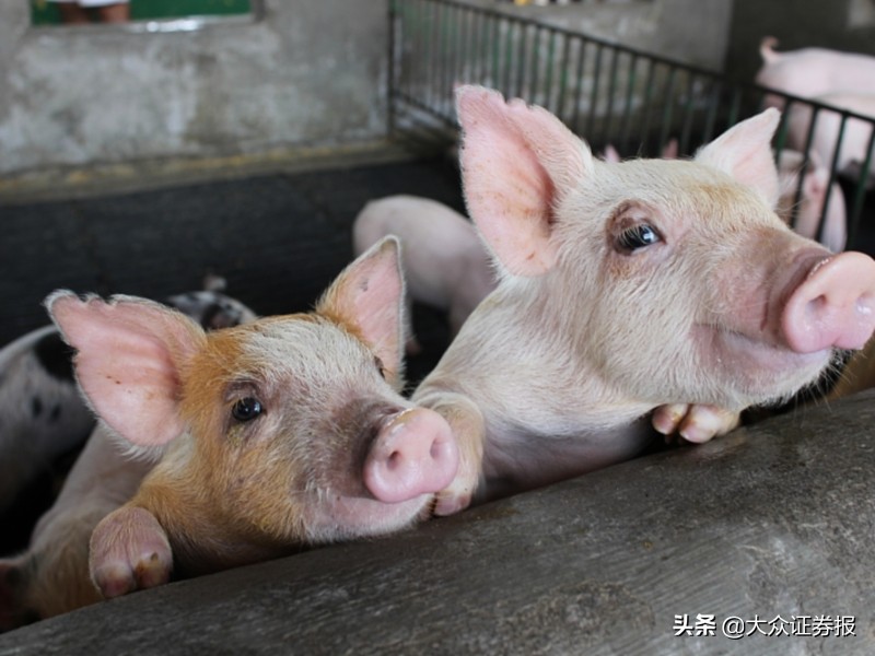 科前生物生猪补栏低迷拖累业绩周二股价创上市以来新低