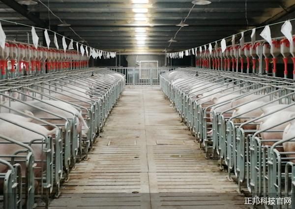 陷代养户断料风波,盘前紧急回应“董事长被限制消”,养猪大户正邦科技怎么了