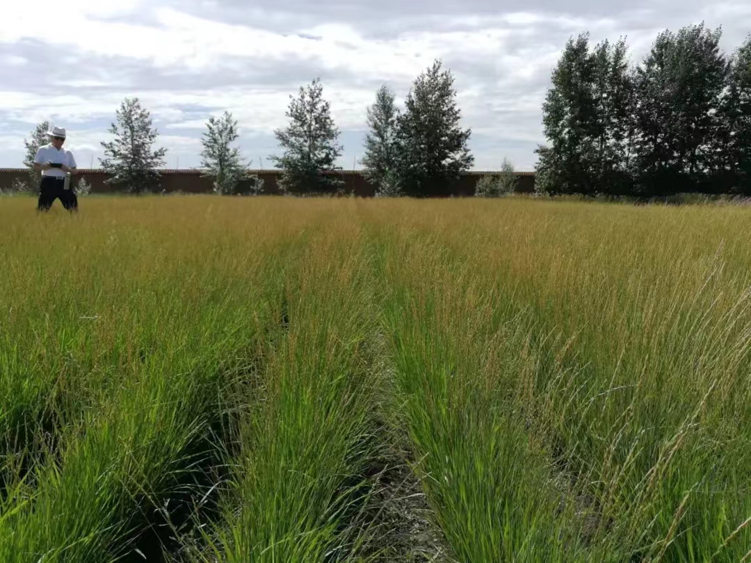 260f79a7-e98c-42b3-b188-41cf629067ac.jpg 260f79a7-e98c-42b3-b188-41cf629067ac.jpg