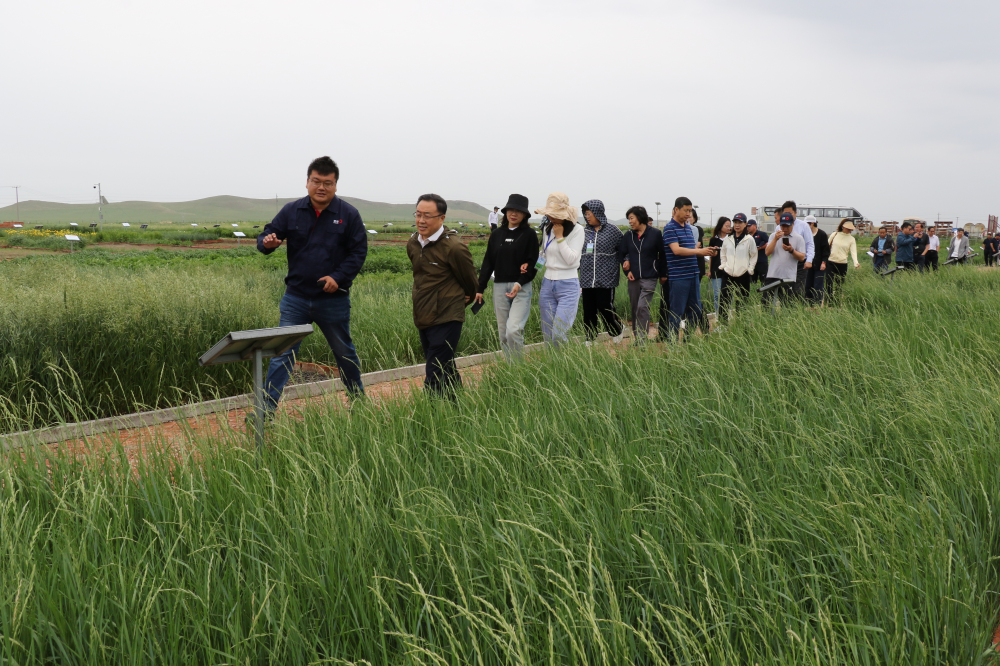 小草2_副本.png 小草2_副本.png