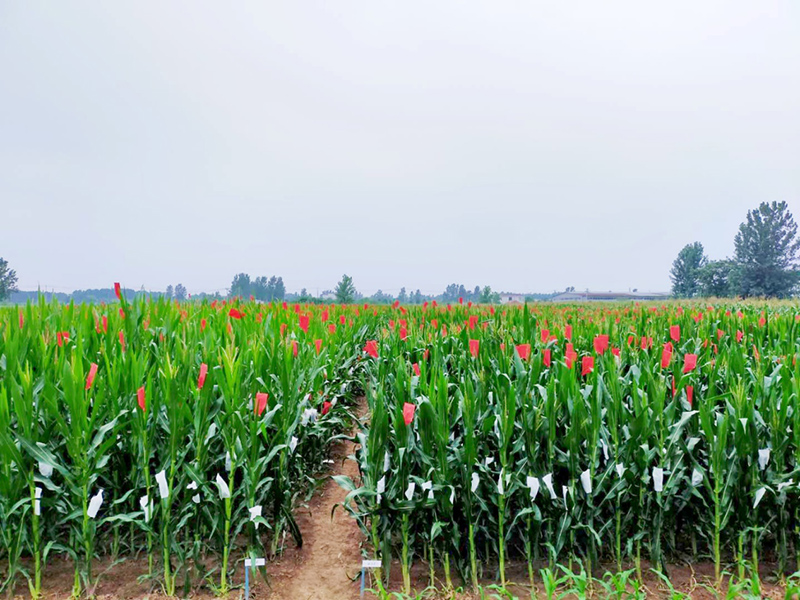 玉米单倍体DH系田间种植图。丰乐种业供图