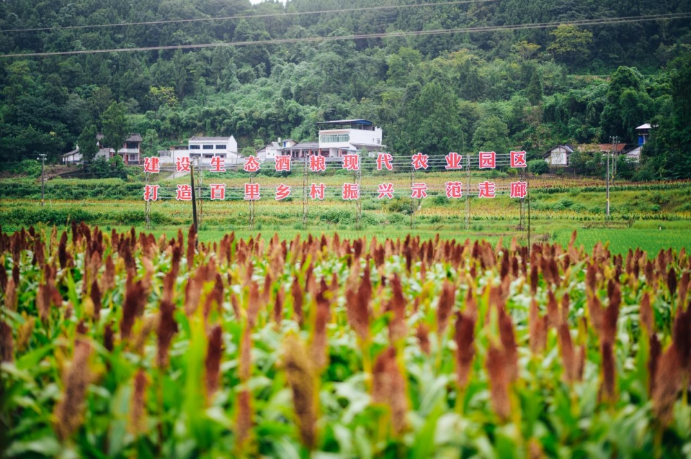 舍得酒业荣膺2024ESG“金曙光”奖:中国酒业ESG领域的“舍得”典范