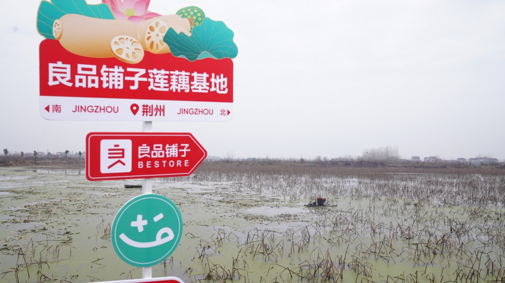 良品铺子联合创始人下塘挖藕揭秘“哪吒基地”的美味秘密