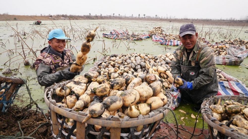 良品铺子联合创始人下塘挖藕揭秘“哪吒基地”的美味秘密