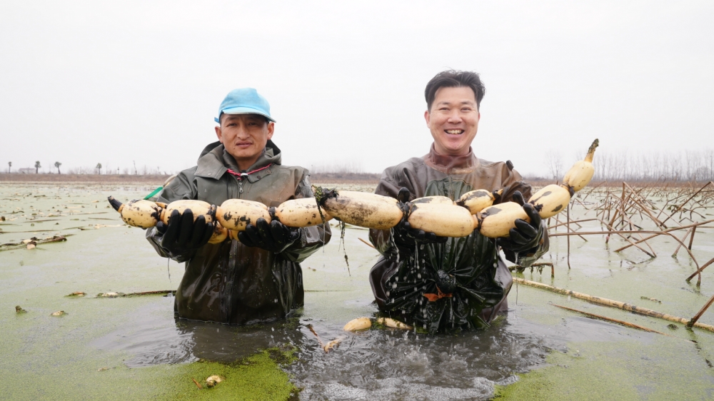 良品铺子联合创始人下塘挖藕揭秘“哪吒基地”的美味秘密