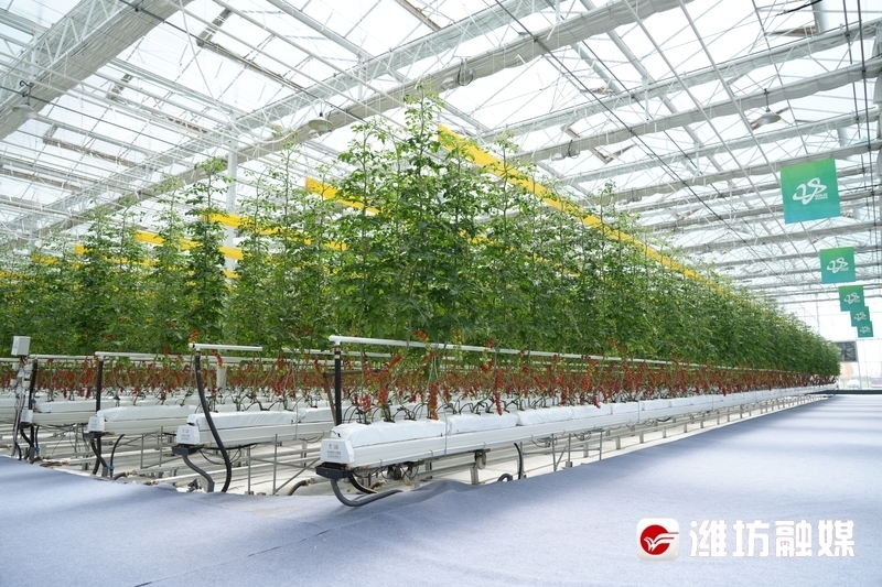 丹河设施蔬菜标准化生产示范园现代化温室