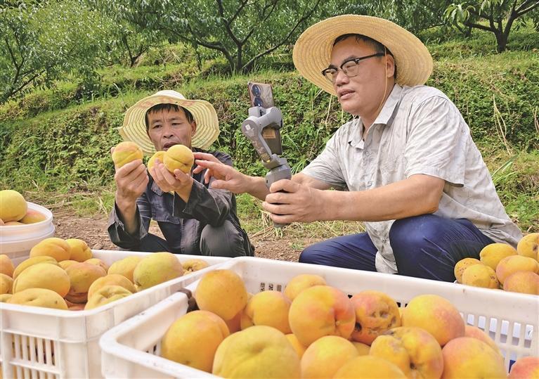德兴市绕二镇横港村党员干部通过网络直播销售新鲜黄桃。卓忠伟摄