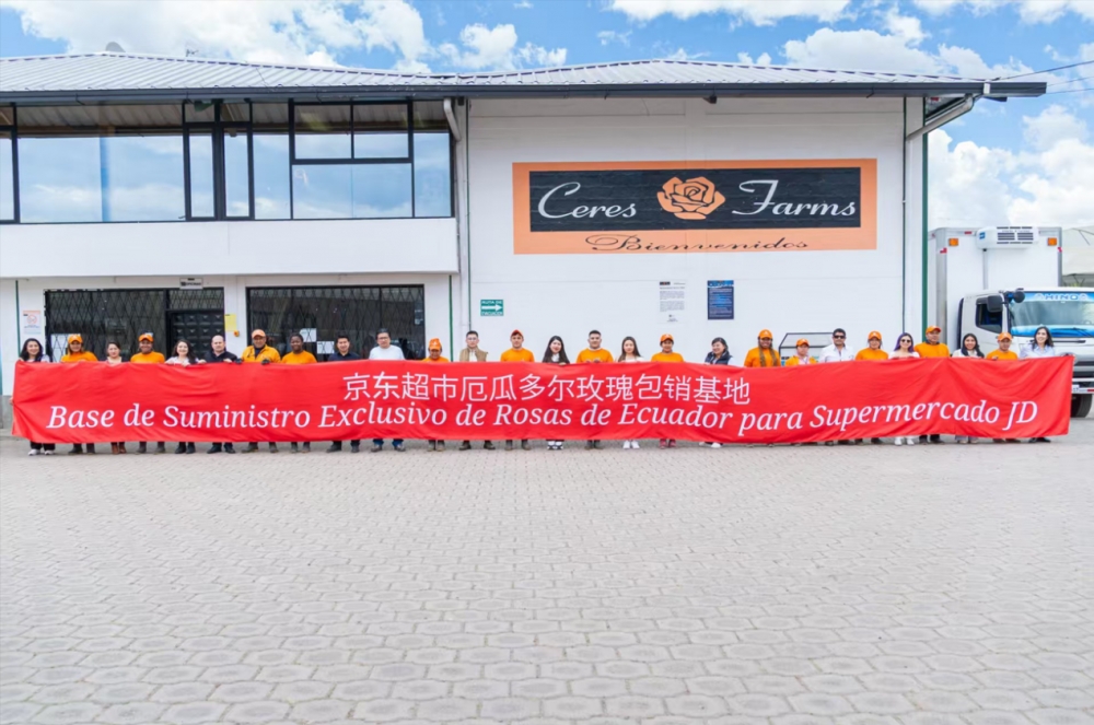 联合头部庄园开启玫瑰开采季京东超市完成厄瓜多尔玫瑰产地直采布局