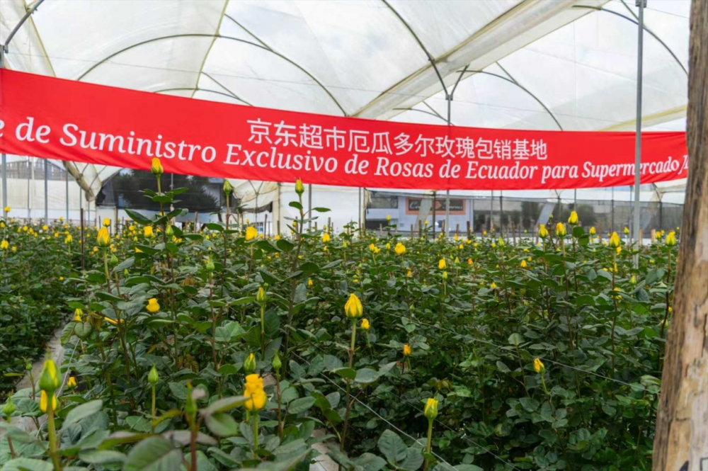 联合头部庄园开启玫瑰开采季京东超市完成厄瓜多尔玫瑰产地直采布局