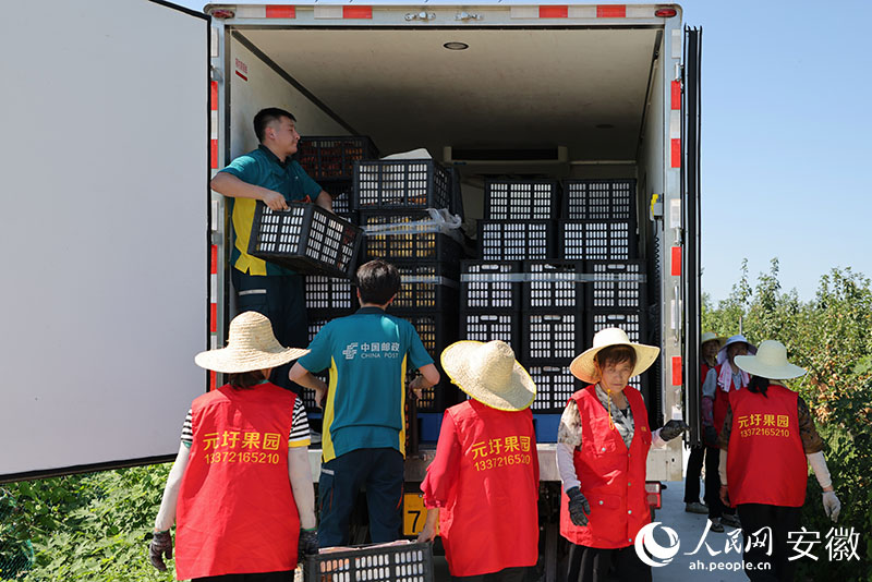 邮政员工和采摘工人一起将水果装上邮政冷链物流车。人民网记者王晓飞摄