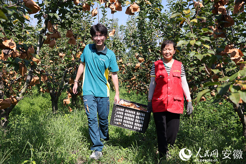 采摘人员与邮政员工一起将采摘的水果运出果园。人民网记者王晓飞摄