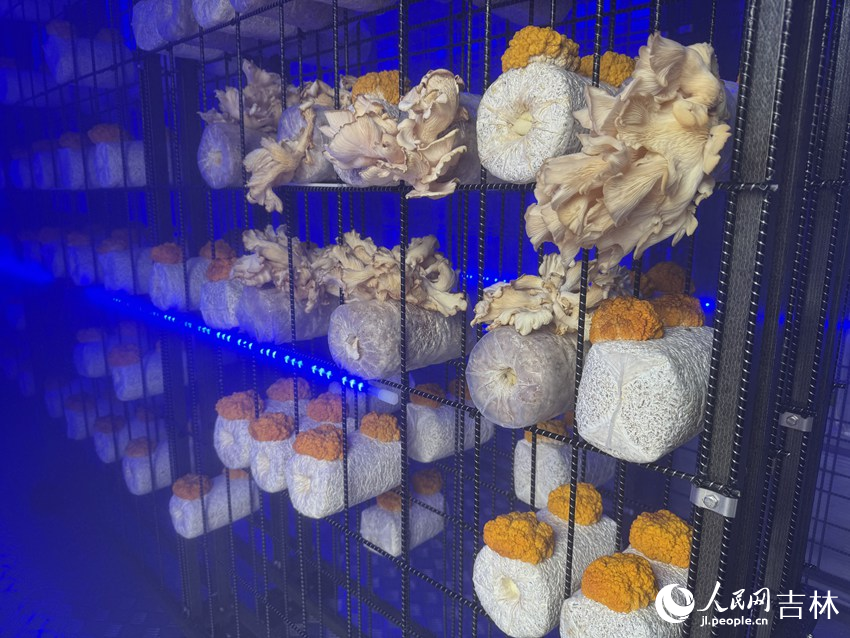 在“珍稀菌菇智慧菇房”内培育的蘑菇和金耳菌。人民网记者李思玥摄