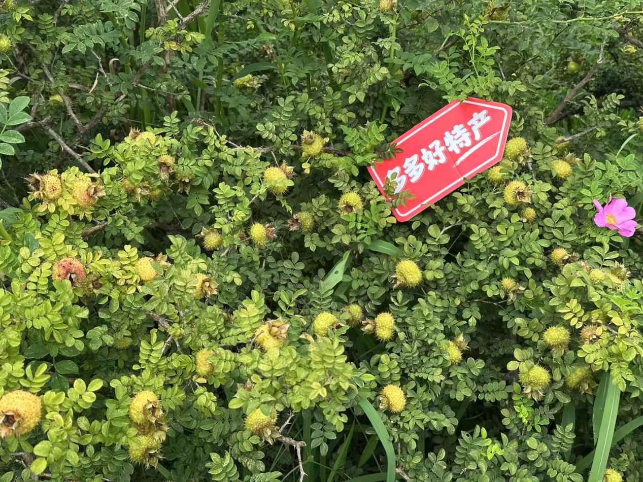图片1.png