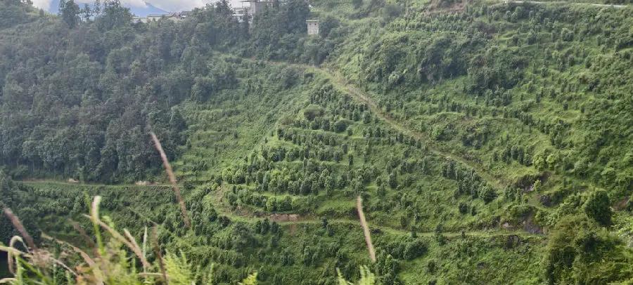 麻塘村老鹰茶现代产业基地。（戚原摄）