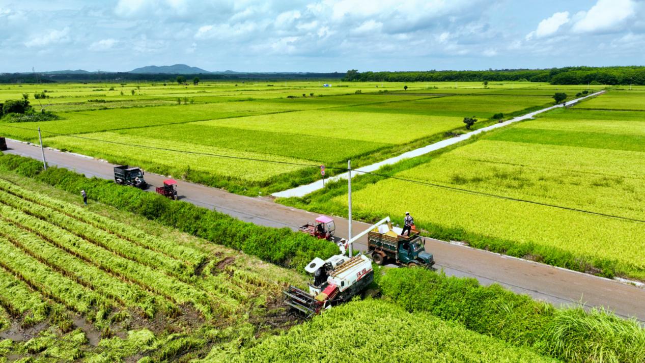 粮食丰收让农民切切实实获得了收益。受访者供图
