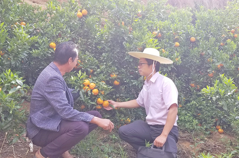 农行客户经理向果农了解情况。