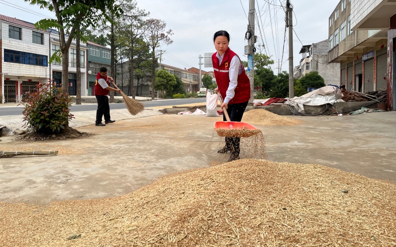 帮助困难农户抢收秋粮