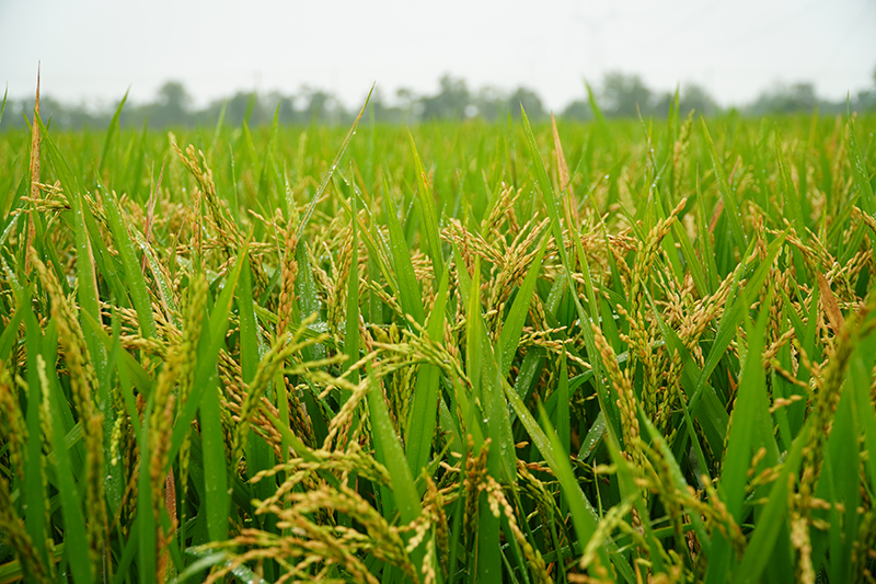 即将成熟开镰的“南陵早2号”水稻。国投丰乐供图