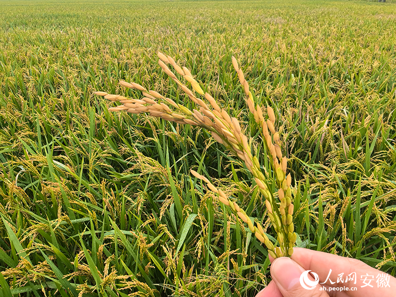 长势喜人的“南陵早2号”水稻。人民网记者汪瑞华摄