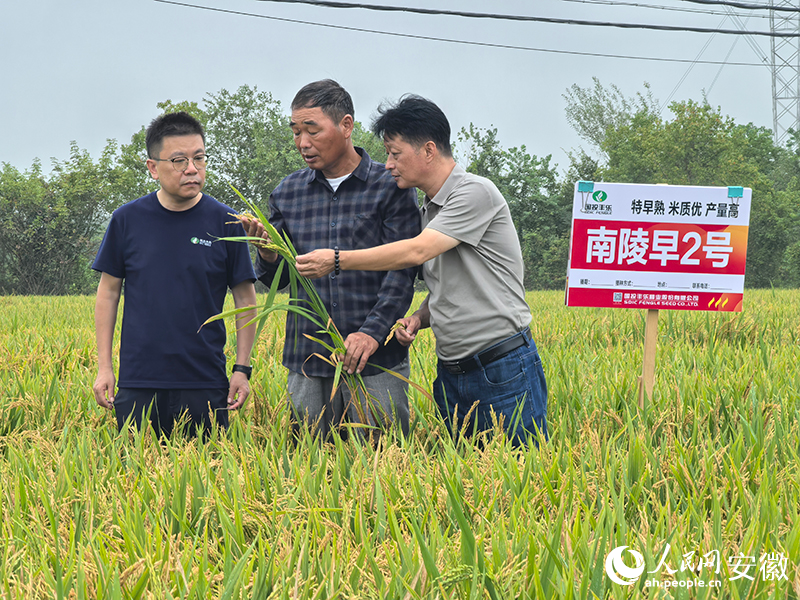 程太平(中)在田间察看“南陵早2号”水稻长势。人民网记者汪瑞华摄
